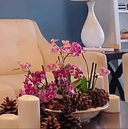 2 soluciones para múltiples orquídeas en una maceta 2 soluciones para múltiples orquídeas en una maceta