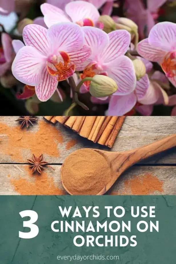 Cómo usar canela molida en tu orquídea