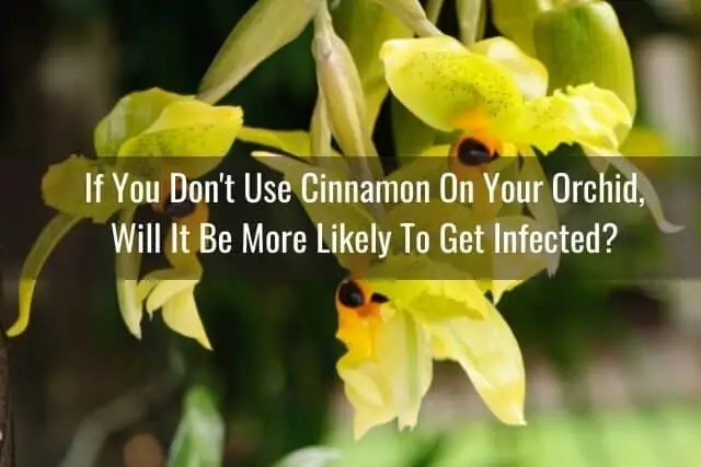 Cómo usar canela molida en tu orquídea