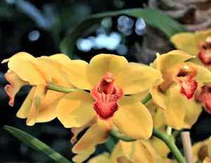 El cactus orquídea: sus preguntas más comunes respondidas
