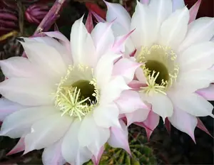 El cactus orquídea: sus preguntas más comunes respondidas
