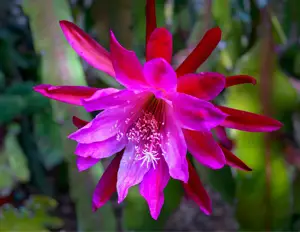 El cactus orquídea: sus preguntas más comunes respondidas