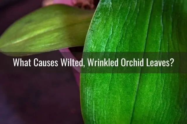 ¿Cuándo se deben cortar las hojas arrugadas y flácidas de las orquídeas?