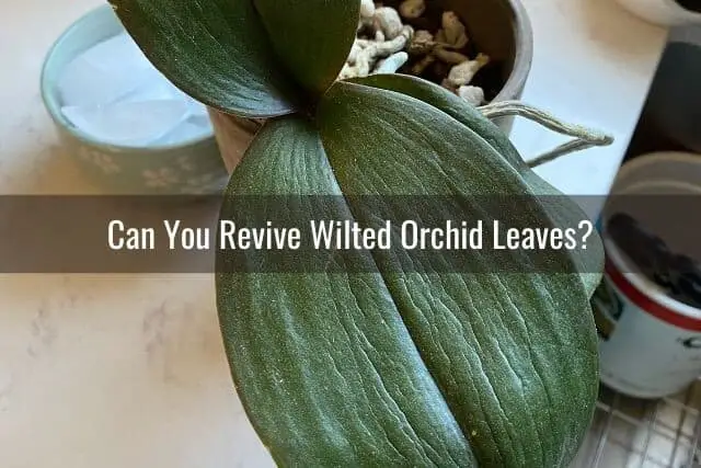 ¿Cuándo se deben cortar las hojas arrugadas y flácidas de las orquídeas?