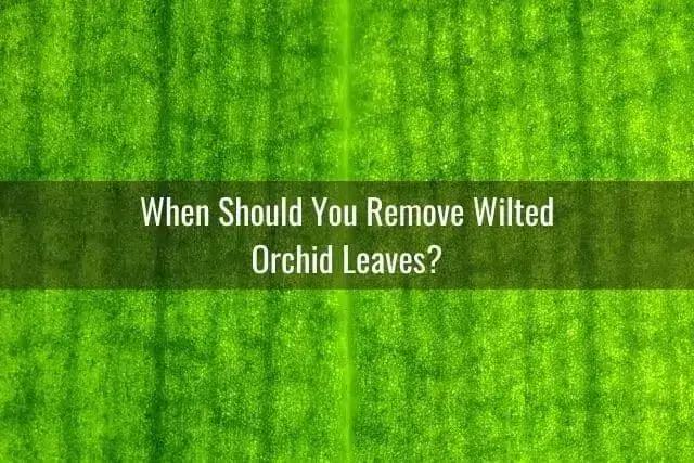¿Cuándo se deben cortar las hojas arrugadas y flácidas de las orquídeas?