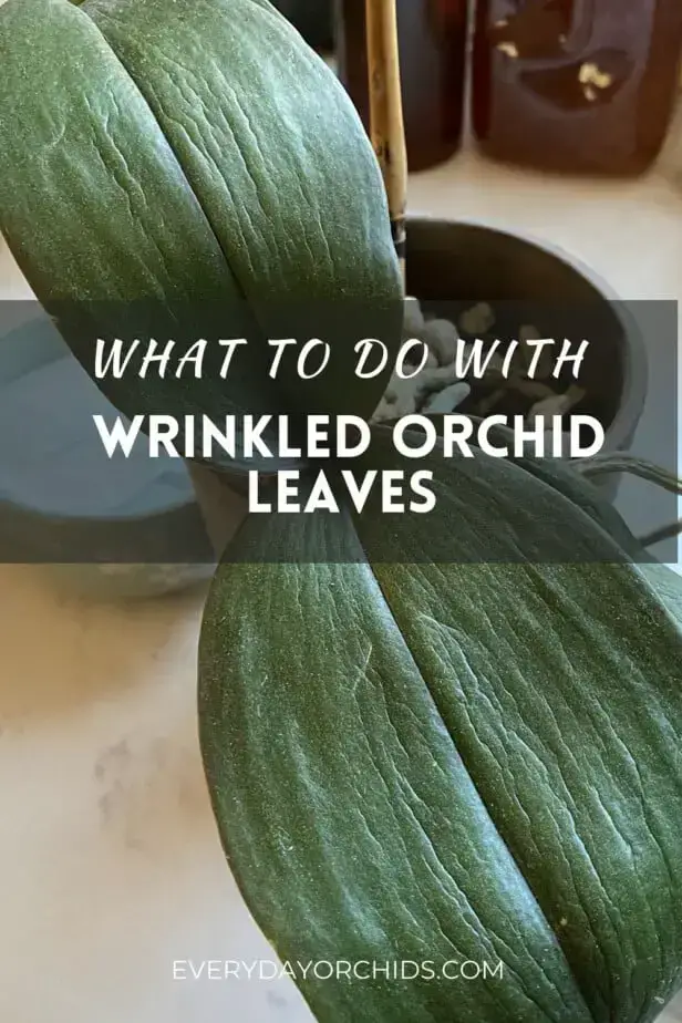 ¿Cuándo se deben cortar las hojas arrugadas y flácidas de las orquídeas?