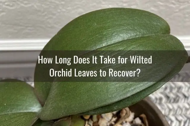 ¿Cuándo se deben cortar las hojas arrugadas y flácidas de las orquídeas?