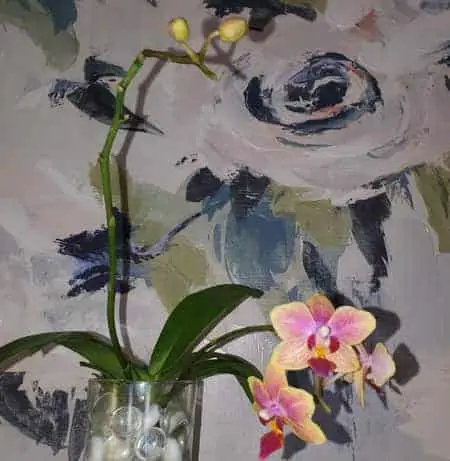 Pros y contras de las perlas de hidrogel como medio para macetas de orquídeas