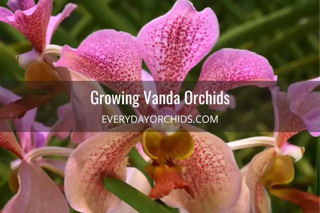 Guía de cuidado de orquídeas Vanda Guía de cuidado de orquídeas Vanda
