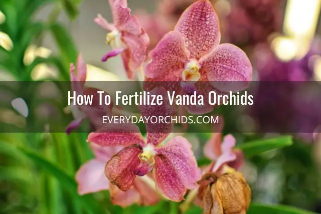Guía de cuidado de orquídeas Vanda Guía de cuidado de orquídeas Vanda