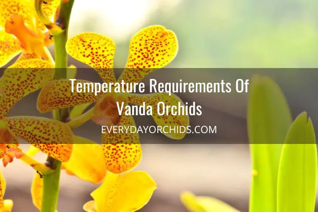 Guía de cuidado de orquídeas Vanda Guía de cuidado de orquídeas Vanda