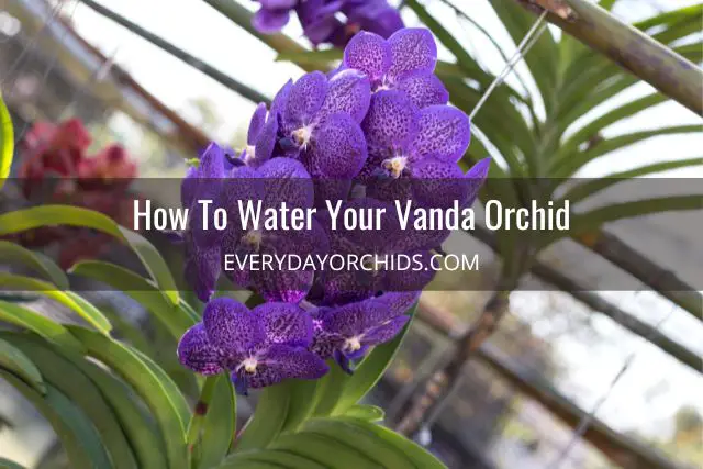 Guía de cuidado de orquídeas Vanda Guía de cuidado de orquídeas Vanda