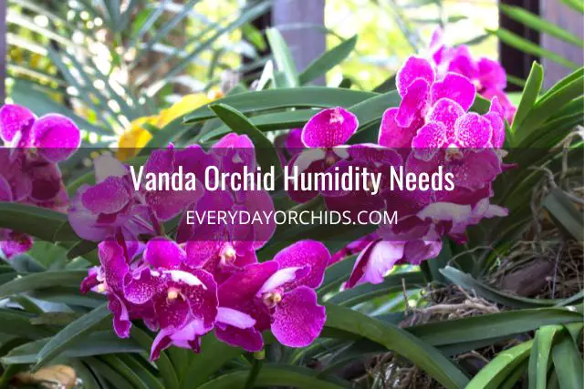 Guía de cuidado de orquídeas Vanda Guía de cuidado de orquídeas Vanda