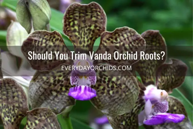 Guía de cuidado de orquídeas Vanda Guía de cuidado de orquídeas Vanda