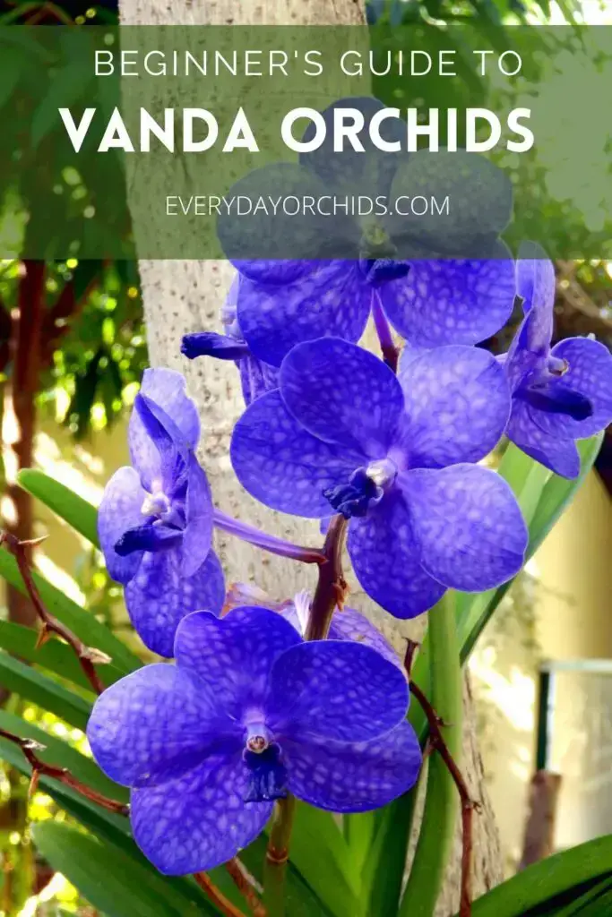 Guía de cuidado de orquídeas Vanda Guía de cuidado de orquídeas Vanda