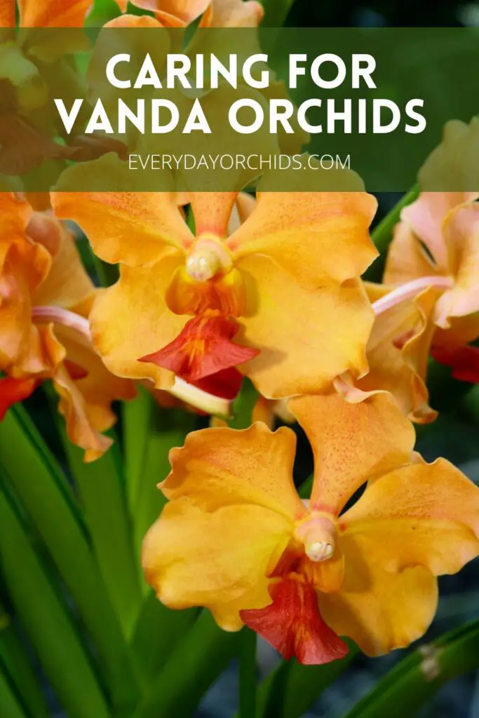 Guía de cuidado de orquídeas Vanda Guía de cuidado de orquídeas Vanda