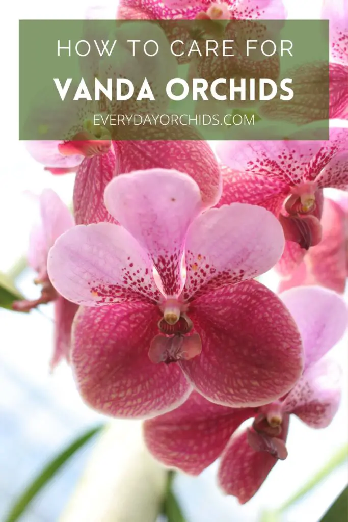 Guía de cuidado de orquídeas Vanda Guía de cuidado de orquídeas Vanda