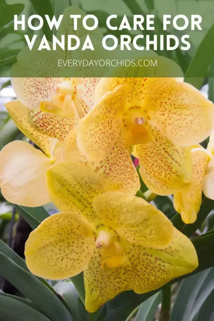 Guía de cuidado de orquídeas Vanda Guía de cuidado de orquídeas Vanda