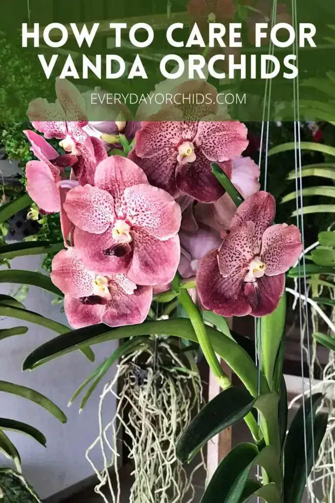 Guía de cuidado de orquídeas Vanda Guía de cuidado de orquídeas Vanda