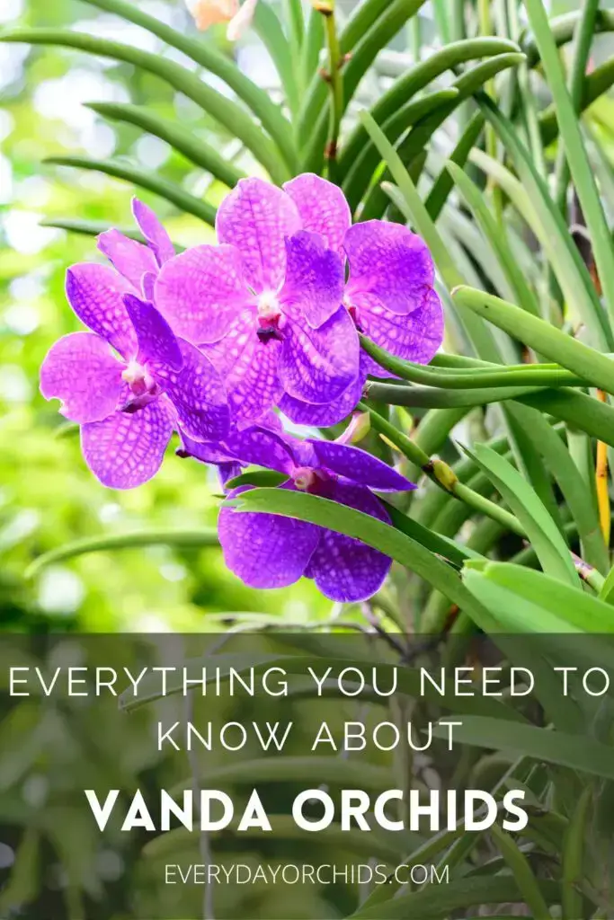 Guía de cuidado de orquídeas Vanda Guía de cuidado de orquídeas Vanda