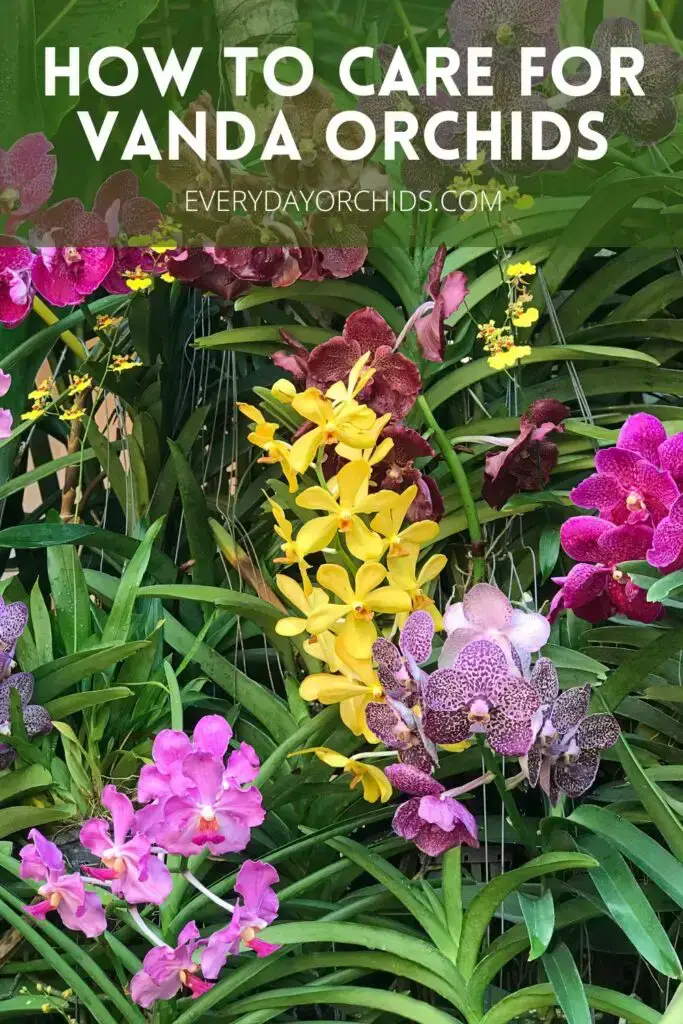 Guía de cuidado de orquídeas Vanda Guía de cuidado de orquídeas Vanda