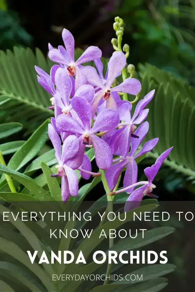 Guía de cuidado de orquídeas Vanda Guía de cuidado de orquídeas Vanda