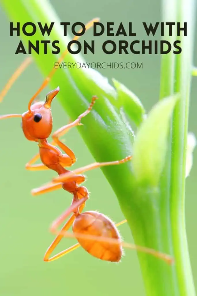 ¿Hormigas en las orquídeas? Esto es lo que debe hacer