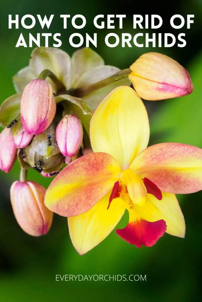 ¿Hormigas en las orquídeas? Esto es lo que debe hacer
