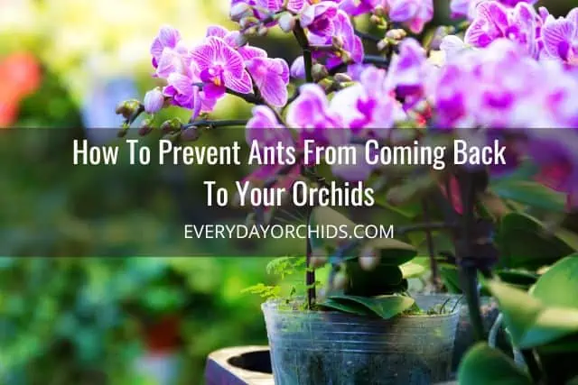 ¿Hormigas en las orquídeas? Esto es lo que debe hacer