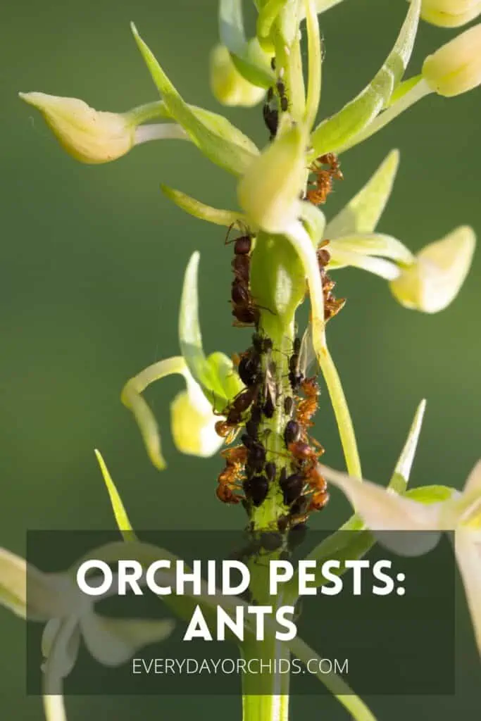 ¿Hormigas en las orquídeas? Esto es lo que debe hacer