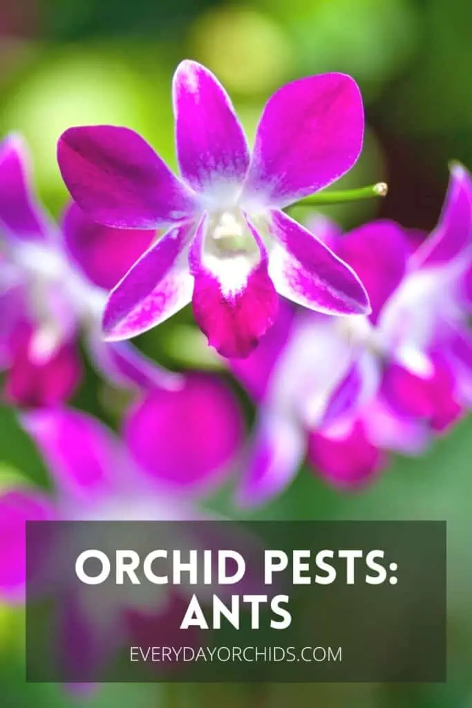 ¿Hormigas en las orquídeas? Esto es lo que debe hacer
