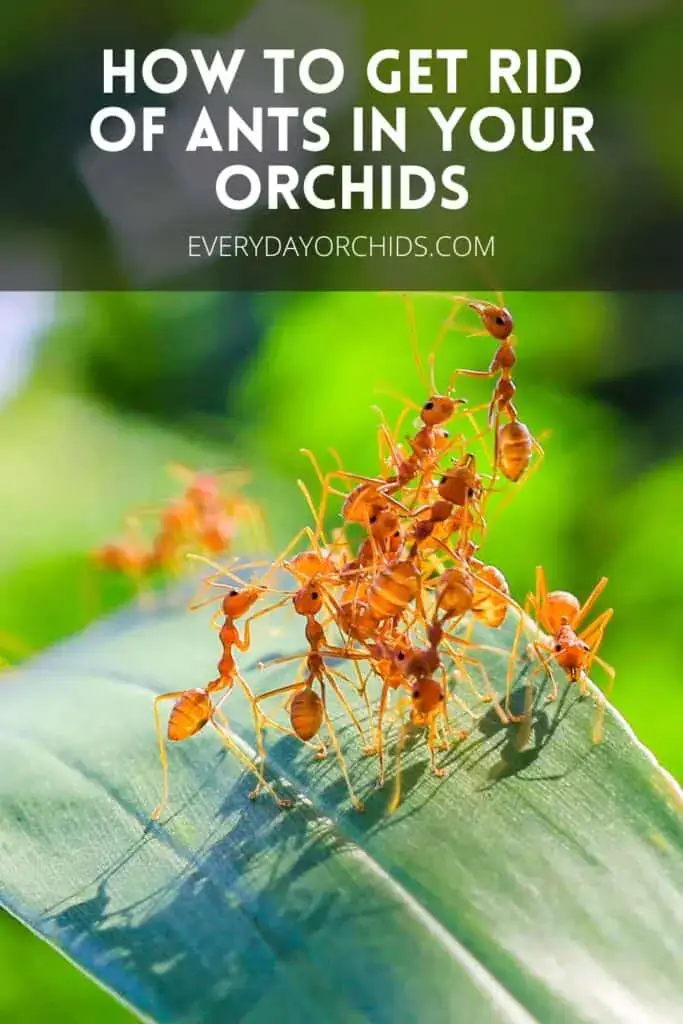 ¿Hormigas en las orquídeas? Esto es lo que debe hacer