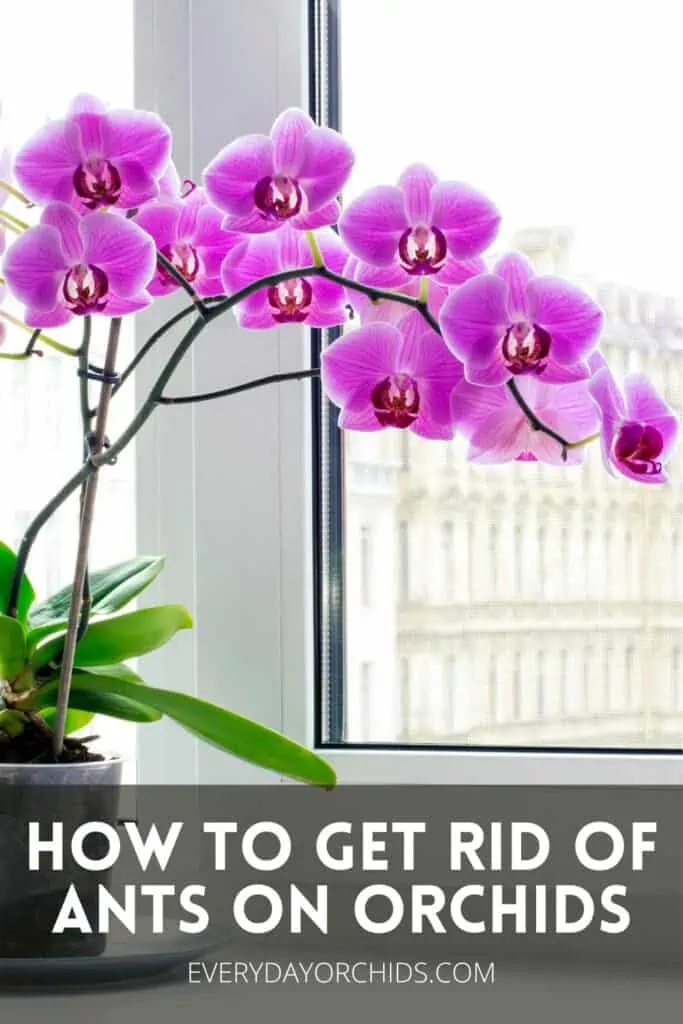 ¿Hormigas en las orquídeas? Esto es lo que debe hacer