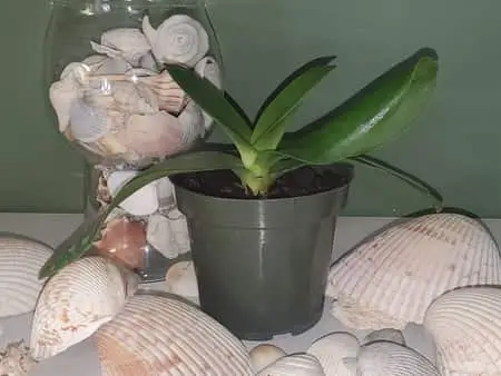 ¿Por qué las hojas de las orquídeas se rizan y tuercen? 6 razones y remedios