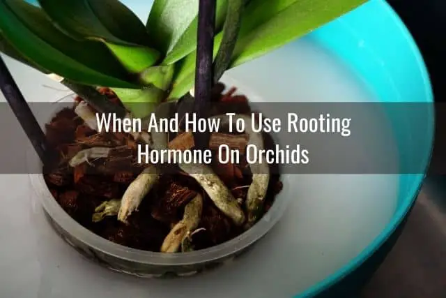 Todo sobre la hormona de enraizamiento y las orquídeas