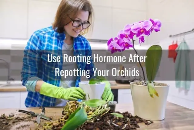 Todo sobre la hormona de enraizamiento y las orquídeas