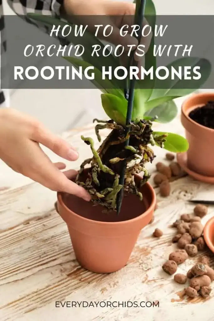 Todo sobre la hormona de enraizamiento y las orquídeas