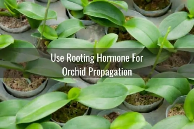 Todo sobre la hormona de enraizamiento y las orquídeas