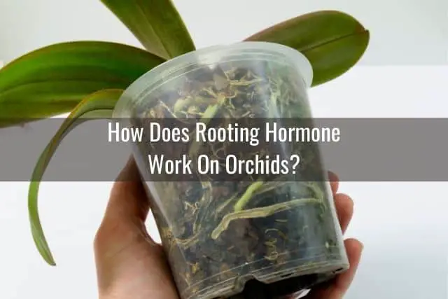 Todo sobre la hormona de enraizamiento y las orquídeas