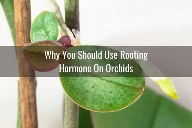 Todo sobre la hormona de enraizamiento y las orquídeas