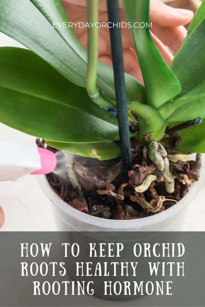 Todo sobre la hormona de enraizamiento y las orquídeas
