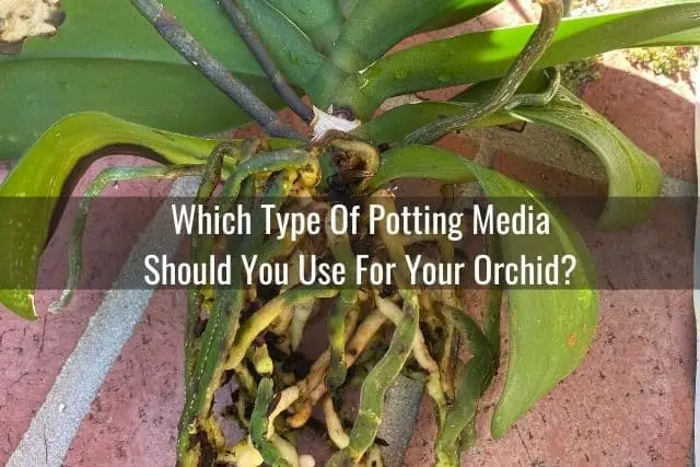 Medios para macetas de orquídeas: corteza vs. Musgo