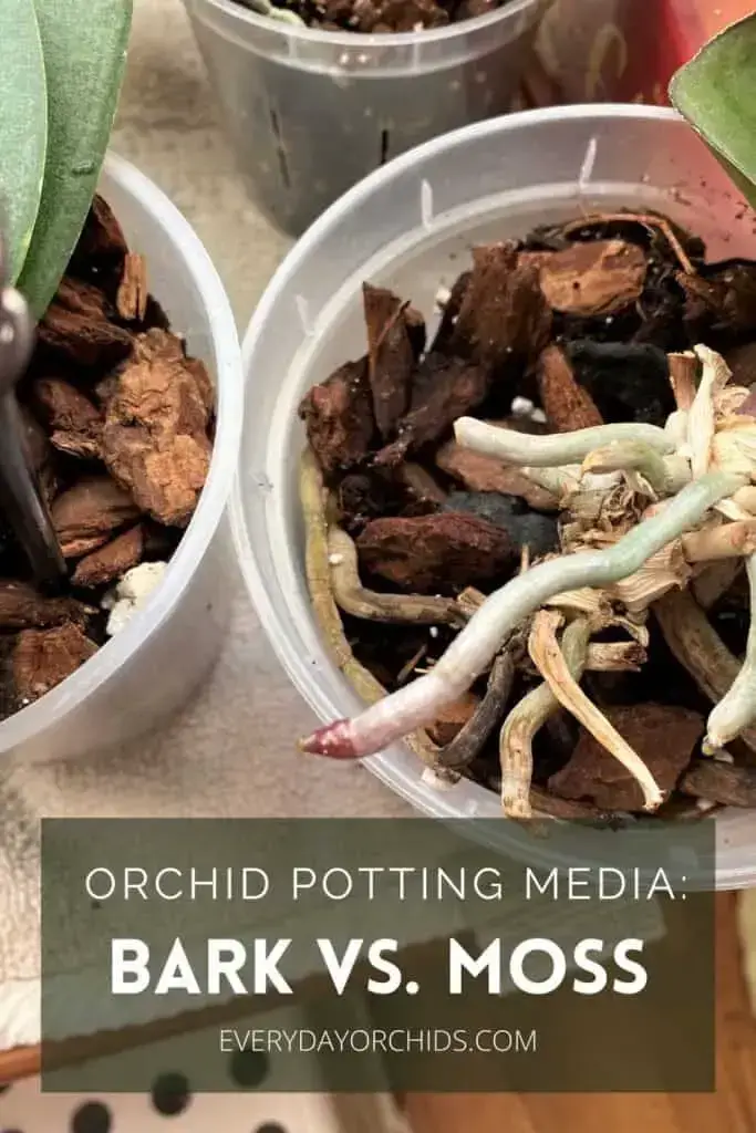 Medios para macetas de orquídeas: corteza vs. Musgo