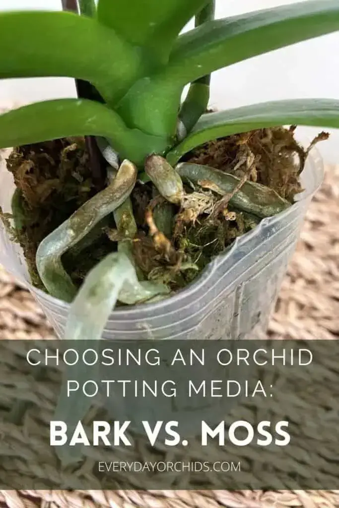 Medios para macetas de orquídeas: corteza vs. Musgo