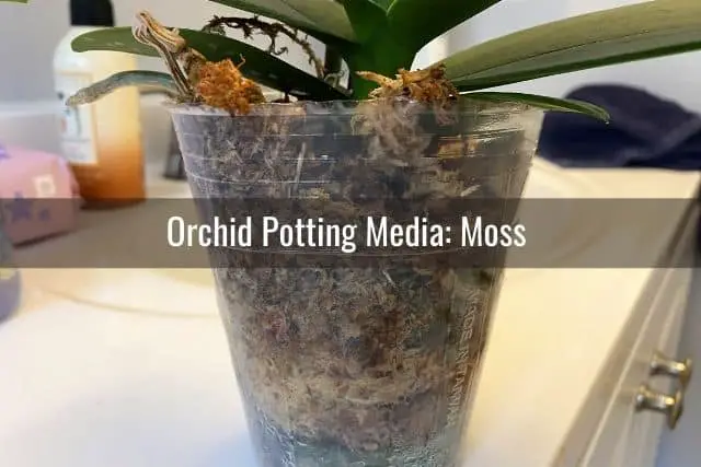 Medios para macetas de orquídeas: corteza vs. Musgo