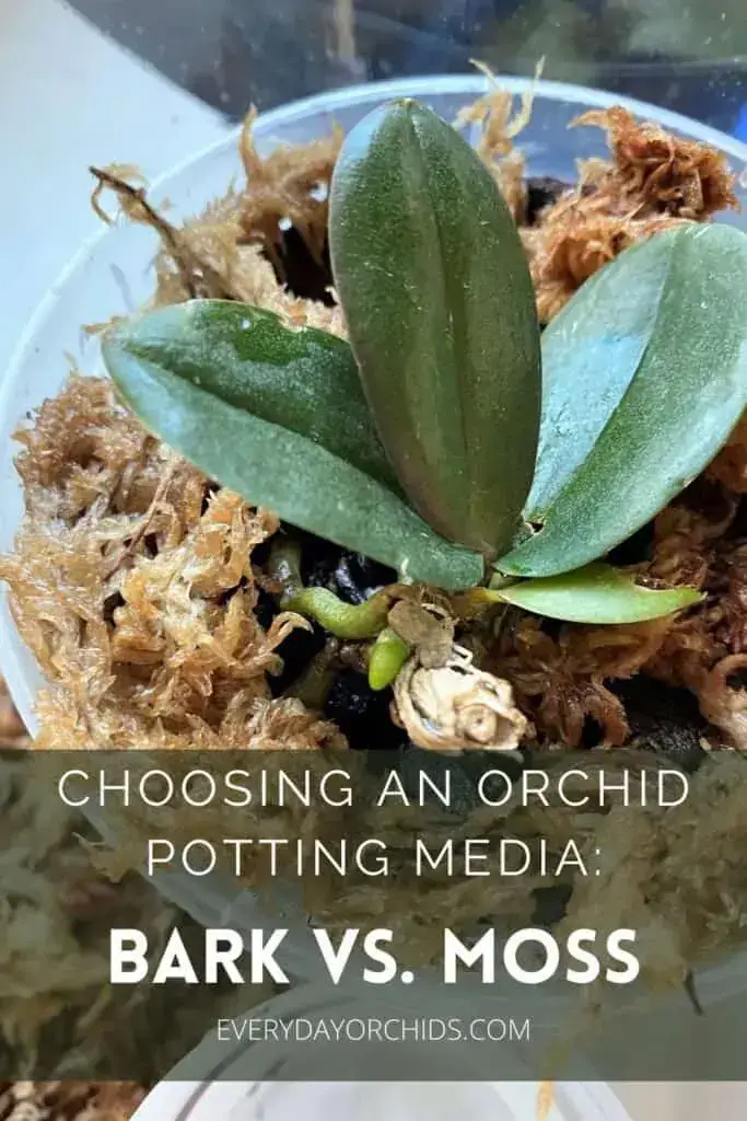 Medios para macetas de orquídeas: corteza vs. Musgo
