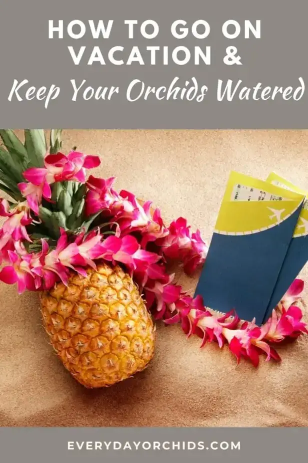 Cómo cuidar las orquídeas durante las vacaciones