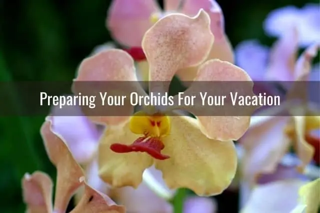 Cómo cuidar las orquídeas durante las vacaciones