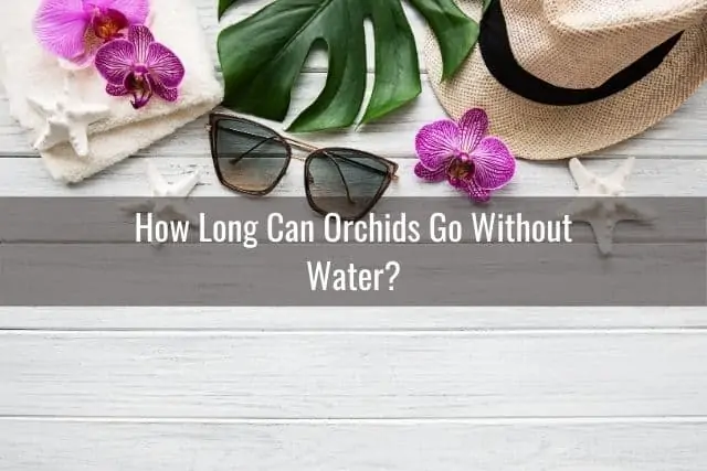 Cómo cuidar las orquídeas durante las vacaciones
