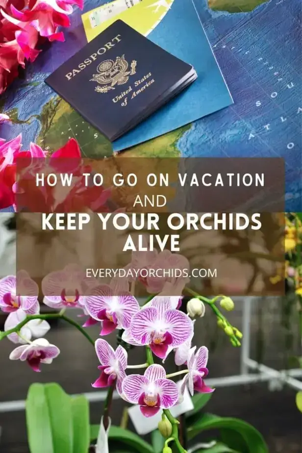 Cómo cuidar las orquídeas durante las vacaciones